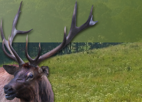 Fenton (TVA-Land Between The Lakes)